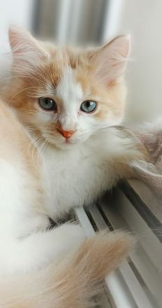 wunderschöner sibirischer Kater Bengalo mit Stammbaum