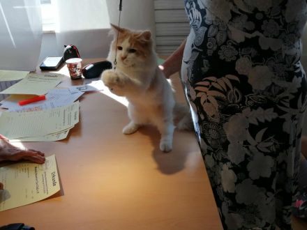 wunderschöner sibirischer Kater Bengalo mit Stammbaum