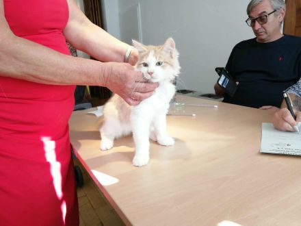 wunderschöner sibirischer Kater Bengalo mit Stammbaum