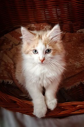 wunderschöner sibirischer Kater Bengalo mit Stammbaum