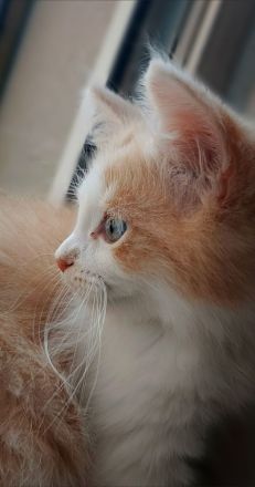 wunderschöner sibirischer Kater Bengalo mit Stammbaum