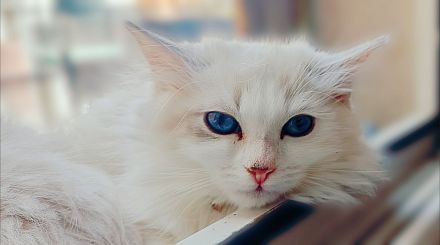 exclusiver Neva Masquerade Boy-Eltern Direktimport-seltene Blutlinie  und tiefblauen Augen