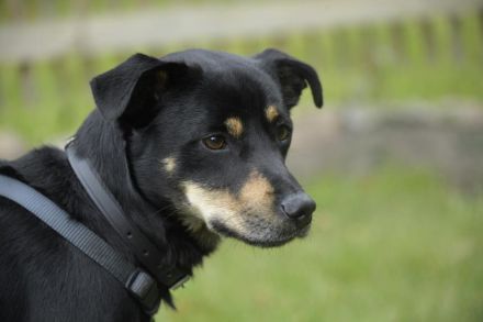 Pepper, Lebensfreude pur, aufgeweckt und anschmiegsam