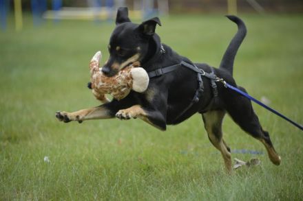 Pepper, Lebensfreude pur, aufgeweckt und anschmiegsam