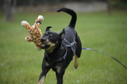Pepper, Lebensfreude pur, aufgeweckt und anschmiegsam