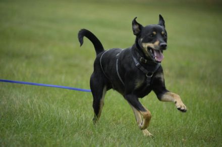 Pepper, Lebensfreude pur, aufgeweckt und anschmiegsam