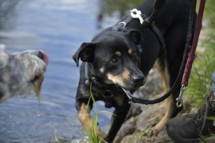 Pepper, Lebensfreude pur, aufgeweckt und anschmiegsam