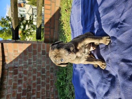Cane Corso/Saupacker welpen