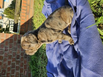 Cane Corso/Saupacker welpen