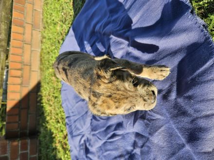 Cane Corso/Saupacker welpen