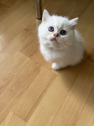 BKH Kitten mit Stammbaum. Britisch Kurzhaar Seal silver shaded point,ns 11 33