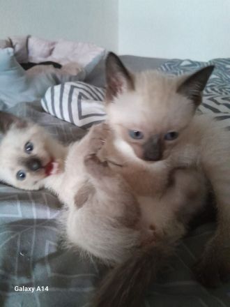 Liebe volle und verpielte Samtpfötchen ( Siam Kitten ) suchen liebe volles Zuhause