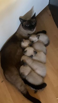 Liebe volle und verpielte Samtpfötchen ( Siam Kitten ) suchen liebe volles Zuhause