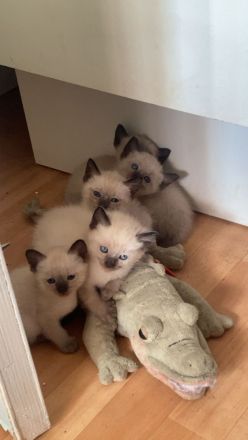 Liebe volle und verpielte Samtpfötchen ( Siam Kitten ) suchen liebe volles Zuhause