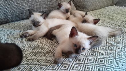 Liebe volle und verpielte Samtpfötchen ( Siam Kitten ) suchen liebe volles Zuhause