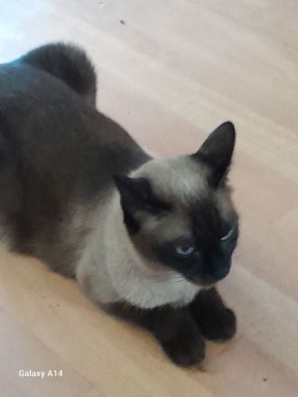 Liebe volle und verpielte Samtpfötchen ( Siam Kitten ) suchen liebe volles Zuhause