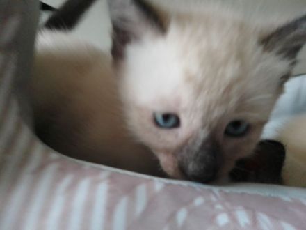Liebe volle und verpielte Samtpfötchen ( Siam Kitten ) suchen liebe volles Zuhause