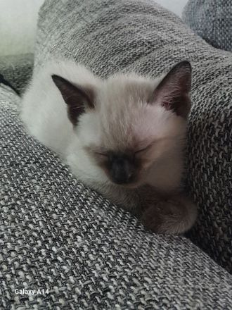 Liebe volle und verpielte Samtpfötchen ( Siam Kitten ) suchen liebe volles Zuhause