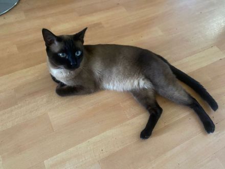 Liebe volle und verpielte Samtpfötchen ( Siam Kitten ) suchen liebe volles Zuhause