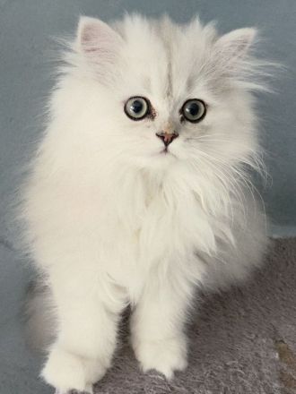 Reinrassige Perserbabys chinchilla, Perserkitten, Perserkätzchen