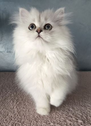 Reinrassige Perserbabys chinchilla, Perserkitten, Perserkätzchen