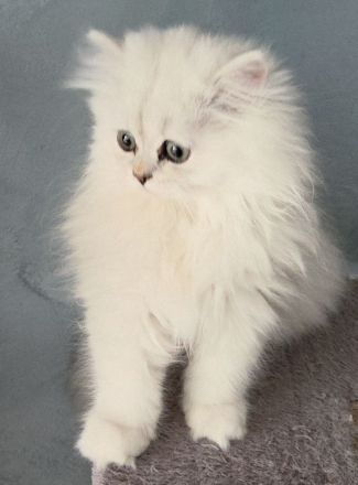 Reinrassige Perserbabys chinchilla, Perserkitten, Perserkätzchen
