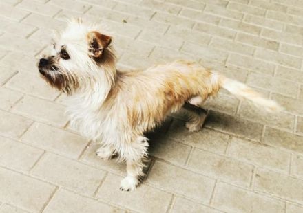 Zara, Terriermix, geb. 2020, aktive, aufgeweckte 3 beinige Handicap Hündin sucht Familie