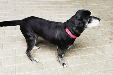 Dita, Cockerspaniel -Beaglemix, geb. 2015, super brave Seniorin mit gesundheitlichen Einschränkungen