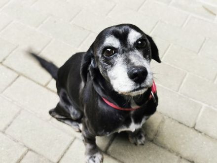 Dita, Cockerspaniel -Beaglemix, geb. 2015, super brave Seniorin mit gesundheitlichen Einschränkungen