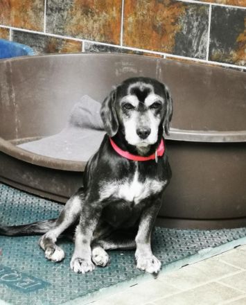 Dita, Cockerspaniel -Beaglemix, geb. 2015, super brave Seniorin mit gesundheitlichen Einschränkungen