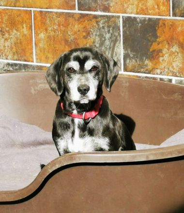 Dita, Cockerspaniel -Beaglemix, geb. 2015, super brave Seniorin mit gesundheitlichen Einschränkungen