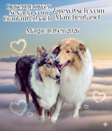 Amerikanische Collie Welpen April/Mai Wurfankündigung 2026