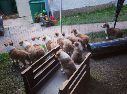 Amerikanische Collie Welpen April/Mai Wurfankündigung 2026