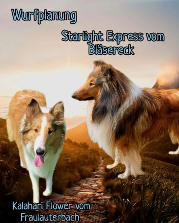 Amerikanische Collie Welpen Wurfankündigung Winter 25