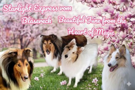 Amerikanische Collie Welpen April/Mai Wurfankündigung 2026