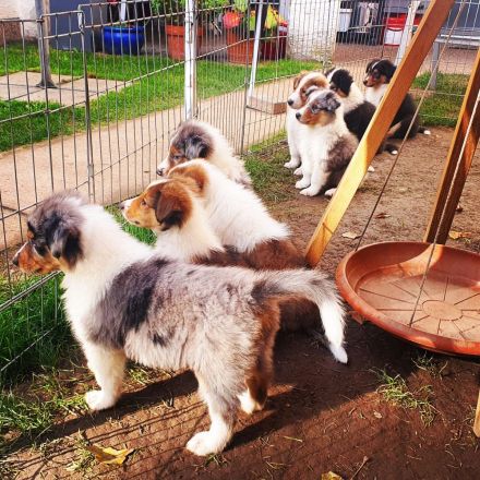 Amerikanische Collie Welpen geboren Mai 2026 ein Rüde