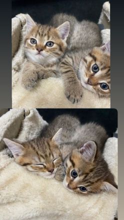 Verkaufe ein Katzen kitten