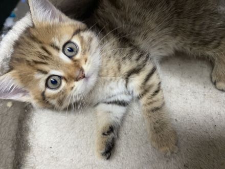 Verkaufe ein Katzen kitten