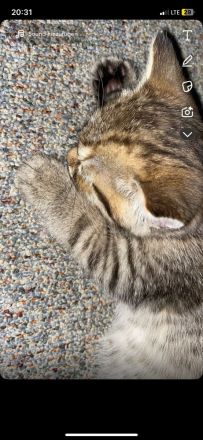 Verkaufe ein Katzen kitten