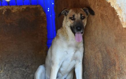 Zarte Seele Bianca sucht Zuhause