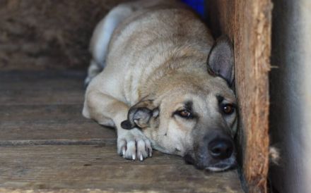 Zarte Seele Bianca sucht Zuhause