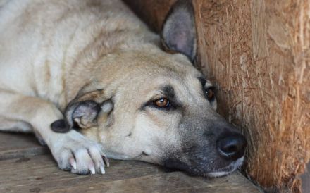 Zarte Seele Bianca sucht Zuhause