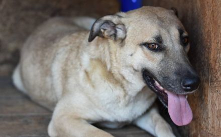 Zarte Seele Bianca sucht Zuhause