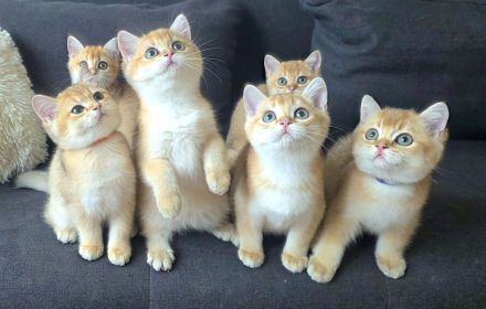 Zwei bkh Bärchen mit Stammbaum suchen noch ihr für immer zuhause