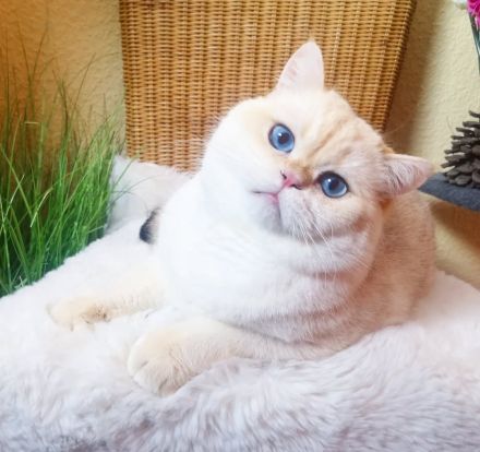 Zwei bkh Bärchen mit Stammbaum suchen noch ihr für immer zuhause