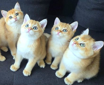 Zwei bkh Bärchen mit Stammbaum suchen noch ihr für immer zuhause