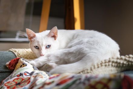 Besondere Katze - Raum Nürnberg