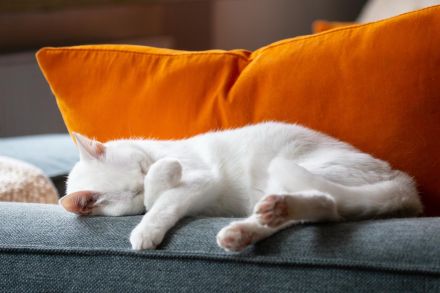 Besondere Katze - Raum Nürnberg