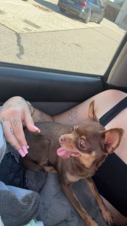 Kaufe kein Tier aus mietleid