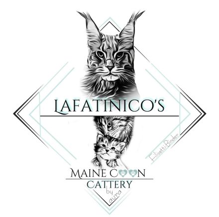 Maine Coon Kitten mit Stammbaum